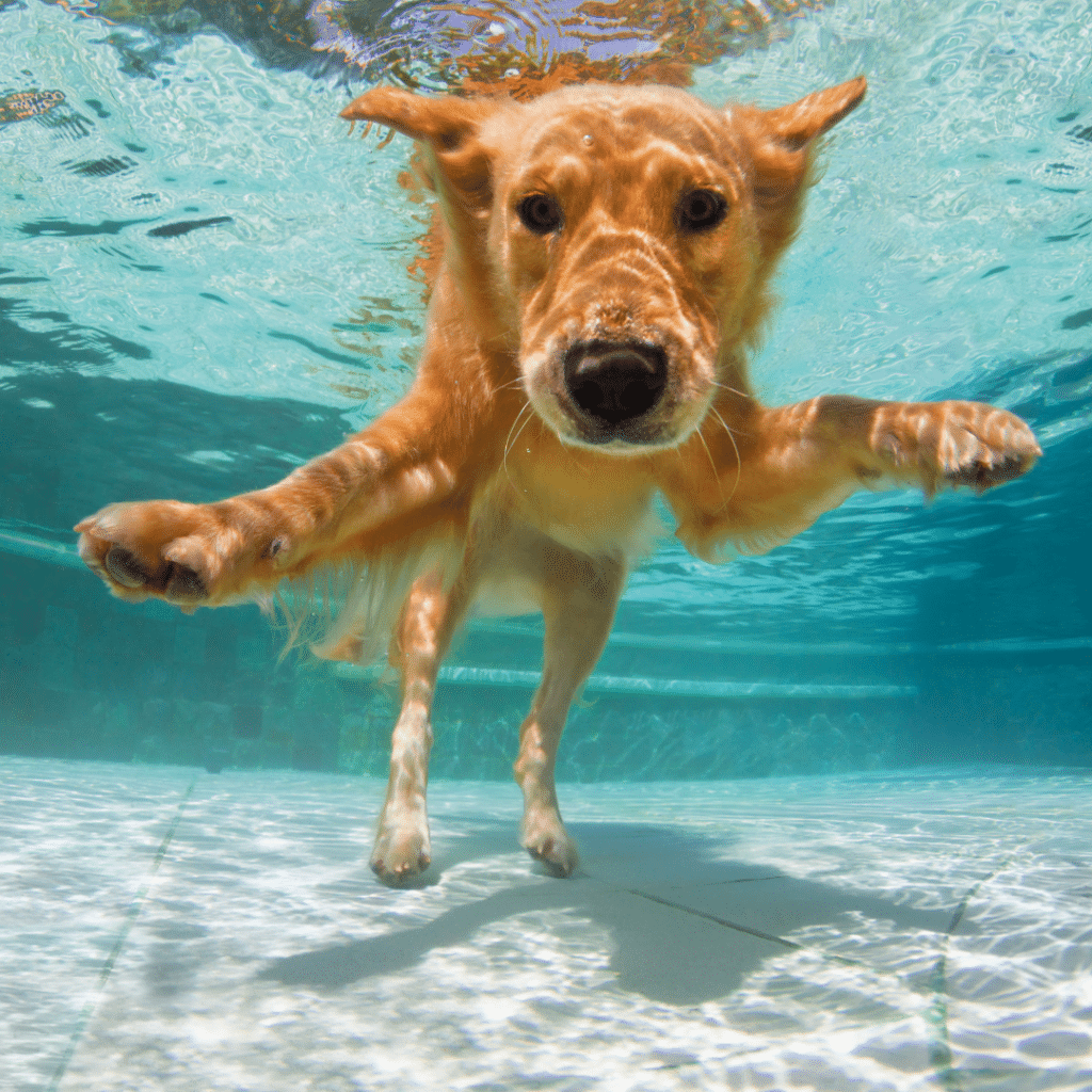 dog pool, clean pool, bioguard chemicals